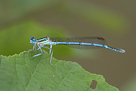 Platycnemis pennipes